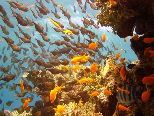 Eilat's Coral Beach